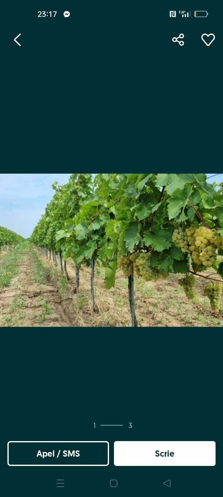 Vând struguri de vin calitatea superioară pentru mai multe detalii ape