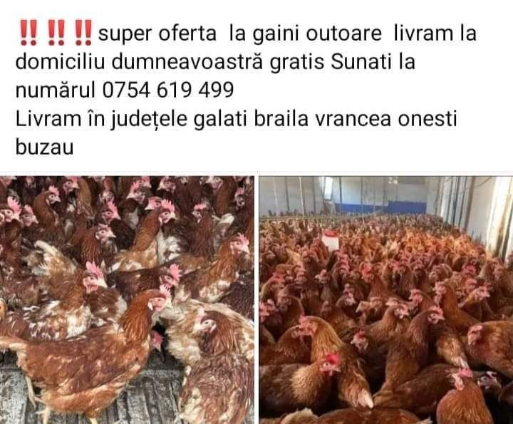 Vindem Gaini rosi outoare 2 5 kg Preț 15 lei bucata Pentru detalii și