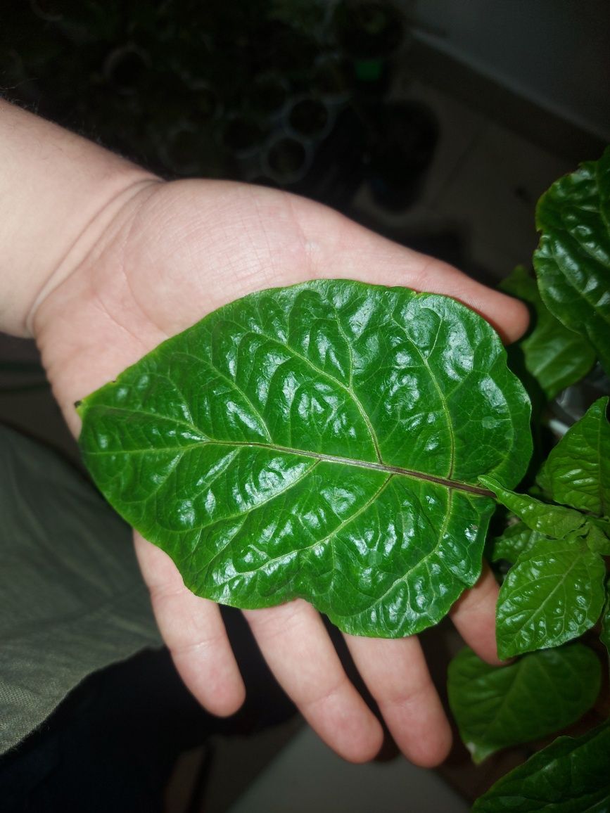 Carolina Reaper Cel Mai Iute Ardei Iute Din Lume R Saduri