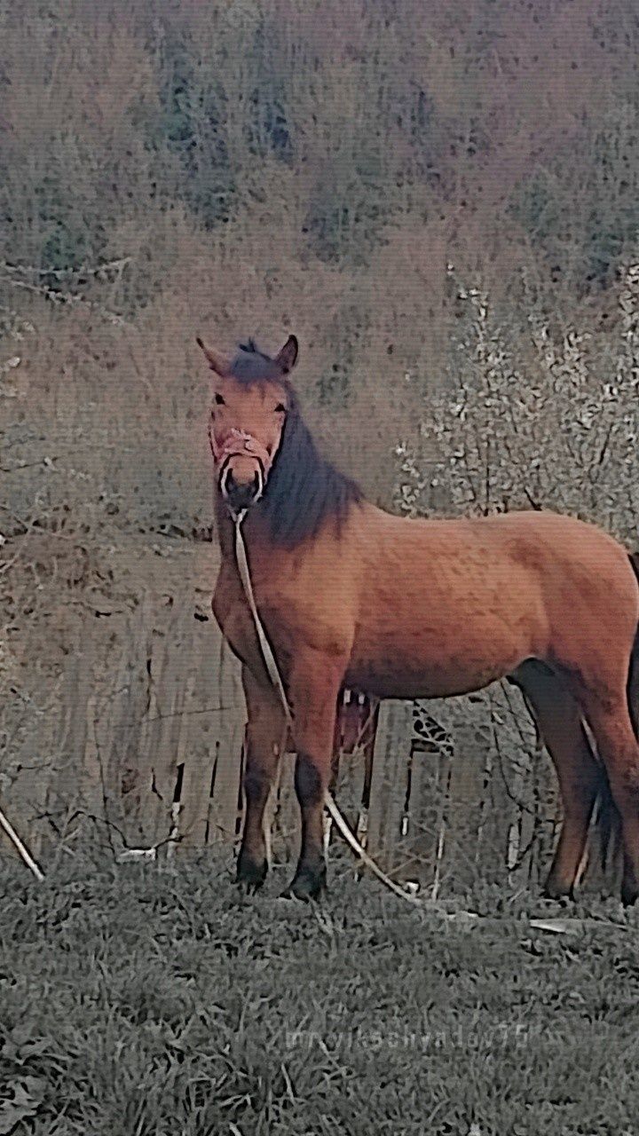 Cal de vanzare este armăsar Sacele OLX ro