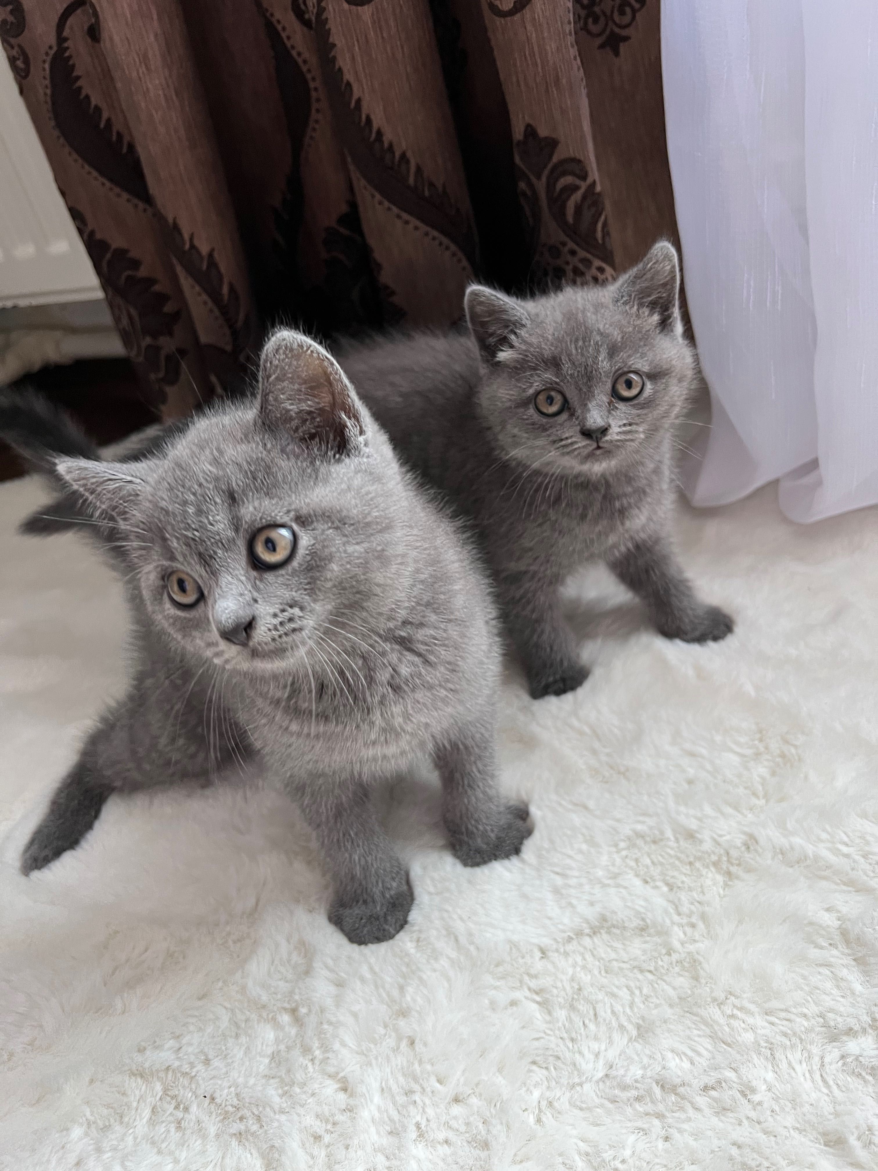 Puii Blue British Shorthair S Pt M Ni Targu Mures Olx Ro