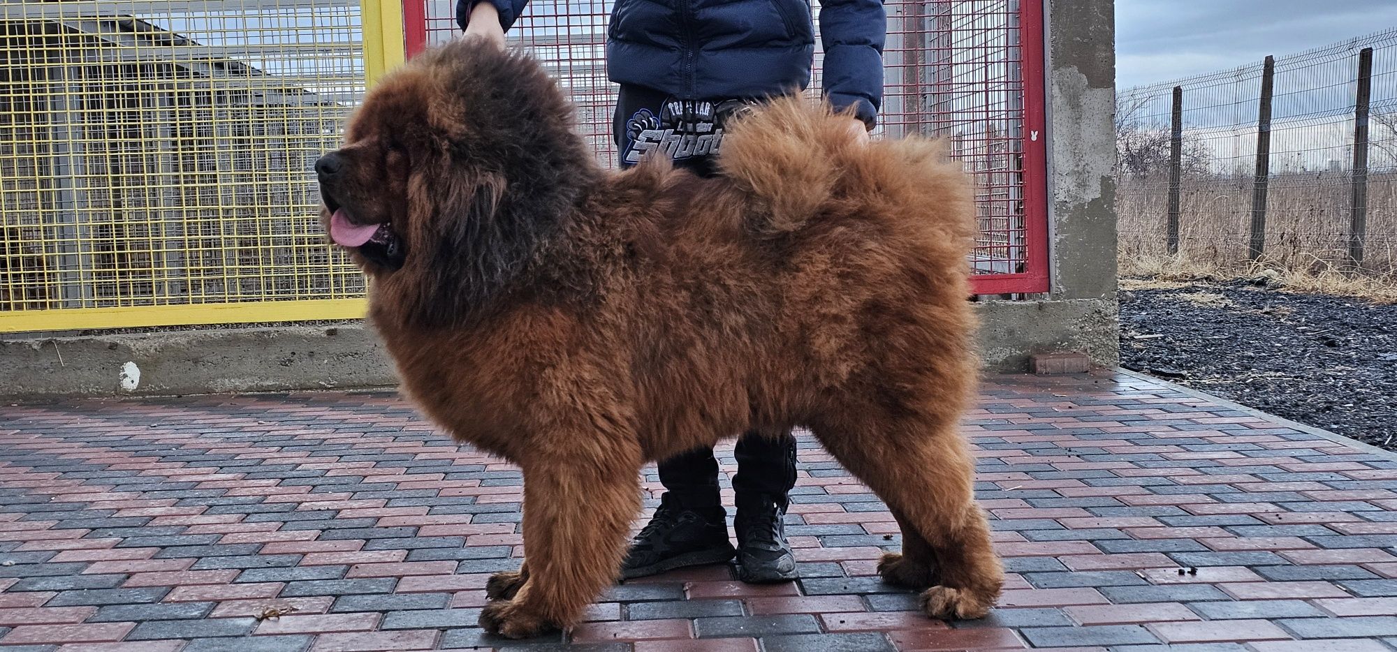 Mastiff Tibetan Focsani OLX Ro