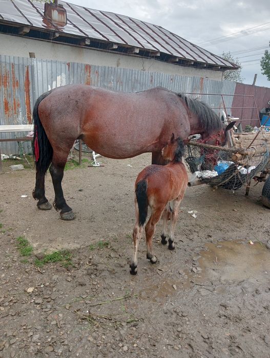 De vânzare iapă  tânără