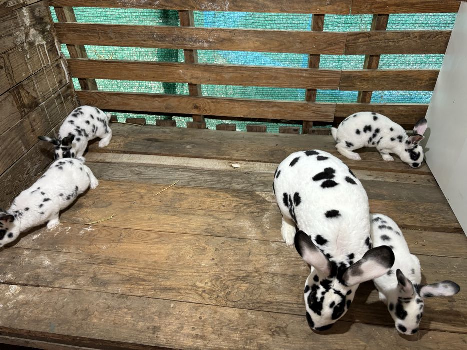Rex tricolor si dalmatian
