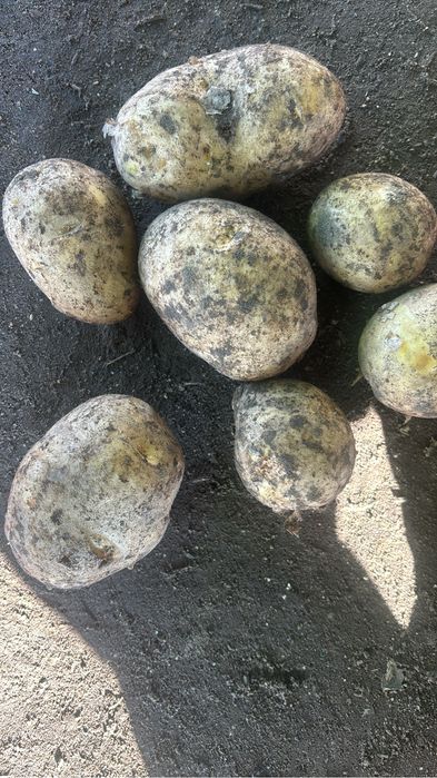 Картофель гала пойдет на храние