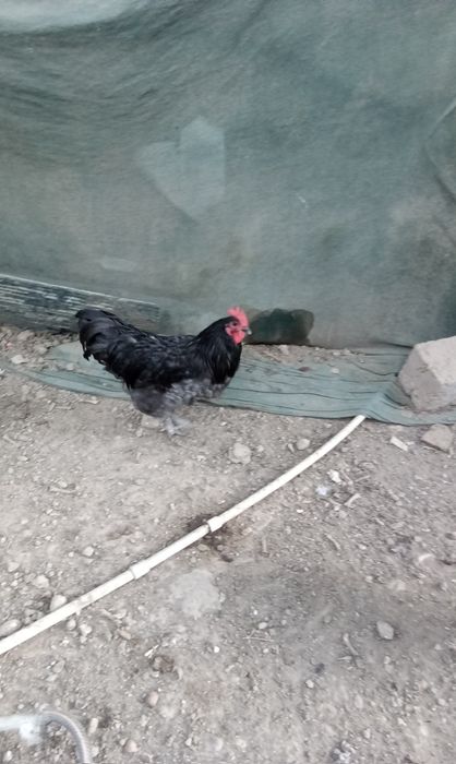 Австролорп петухи 3 штуки