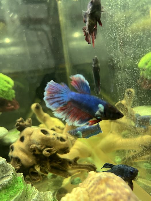 Петушки: самки и самцы молодые