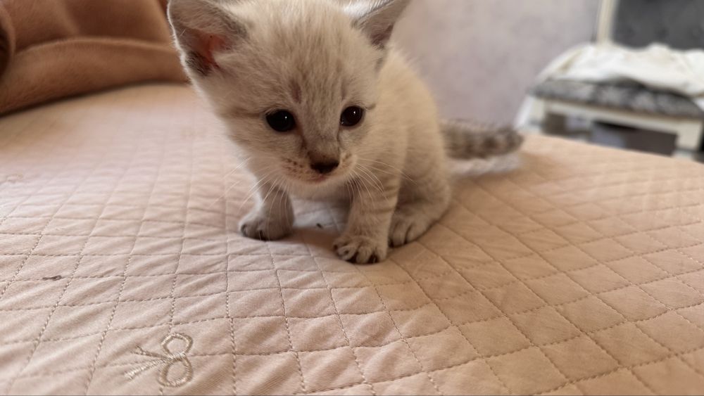 маленькие котята