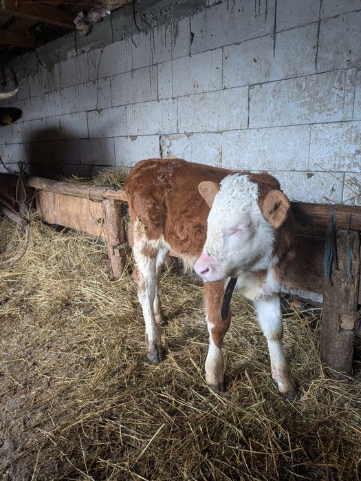 Vând vaca cu vitel