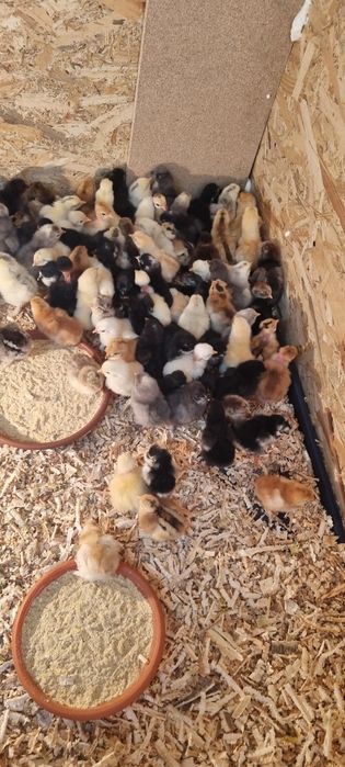 Pui de gaina diverse rase