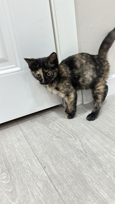 Маленькая кошечка ищет дом
