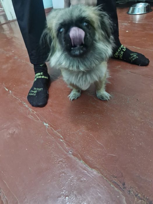 Пикинес собака, сучка