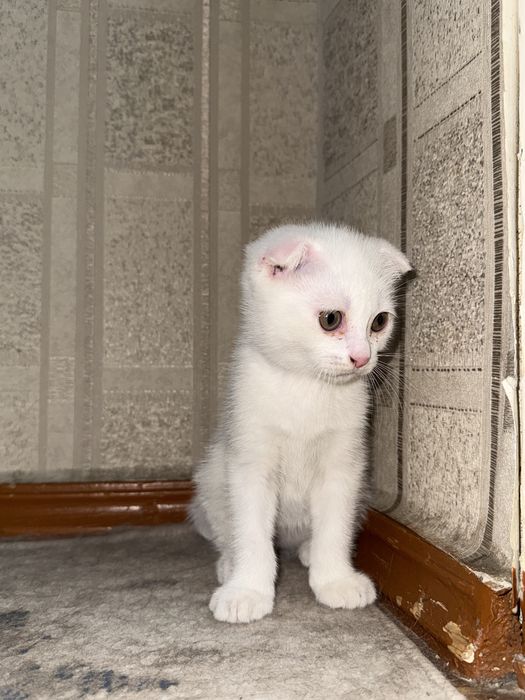 Scottish fold o’gil bola 2 oylik