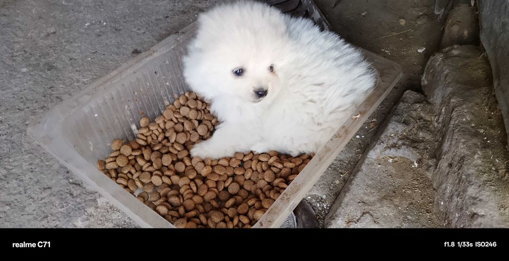 Момче мини - шпиц