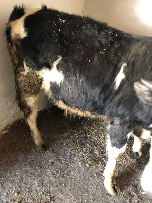 Viței între 250 și 350 de kg