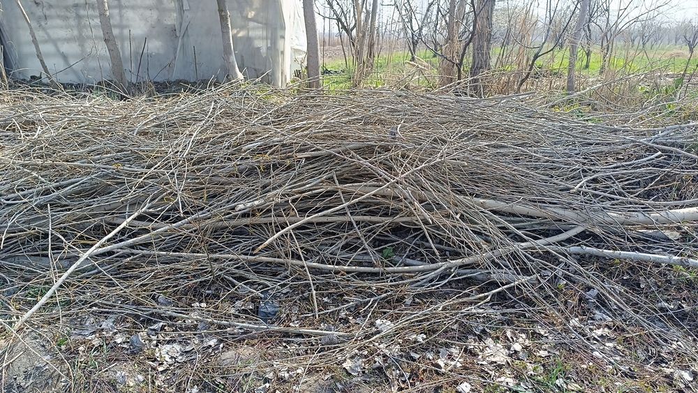 Daraxt shohlari sotiladi. Quruq o'tin.