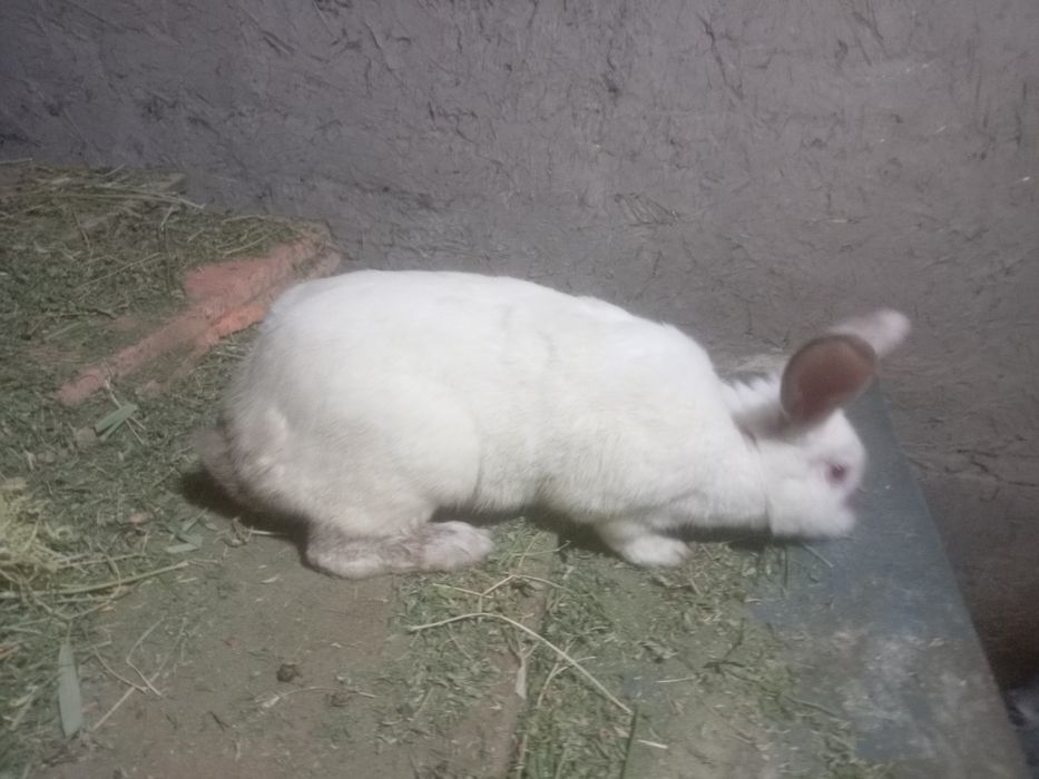 Кроликики прадается