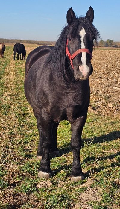 Manza gestanta din bihor