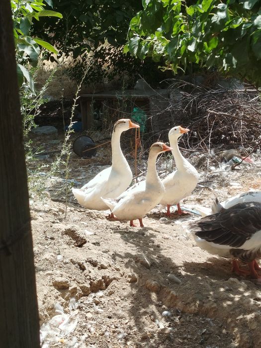 Гозлар сотилади тошкенда