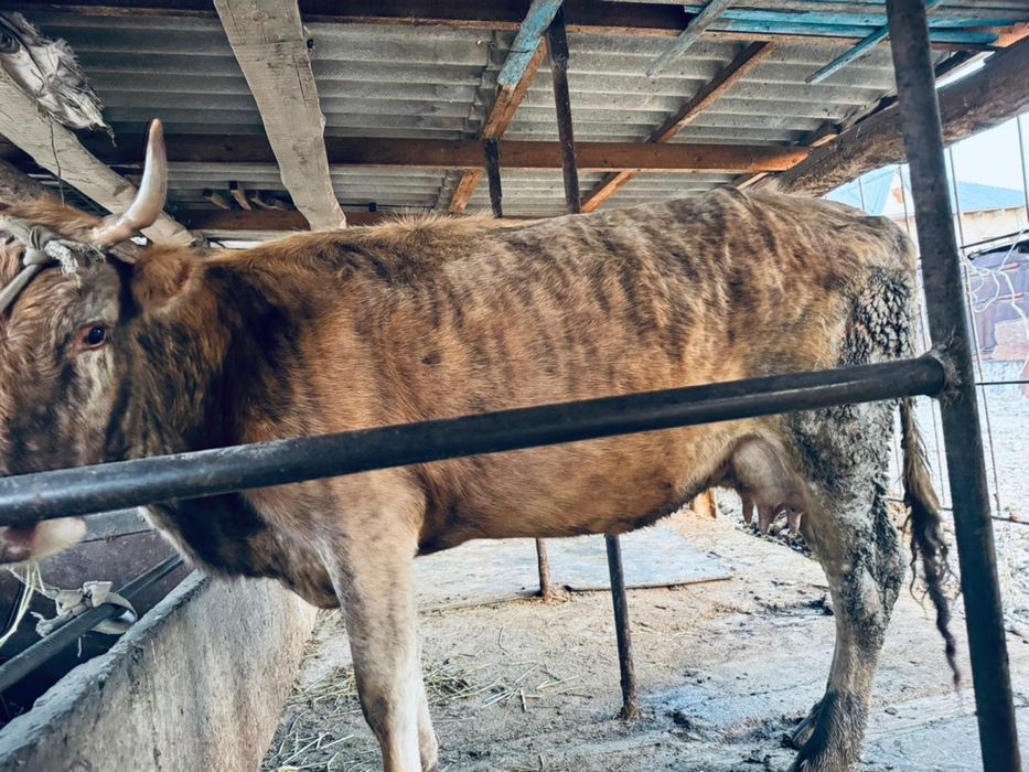 Корова продается Сиыр сатылады