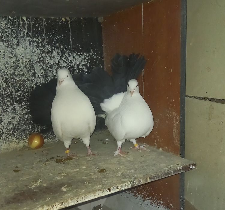 Голуби,кептер,павлины пара