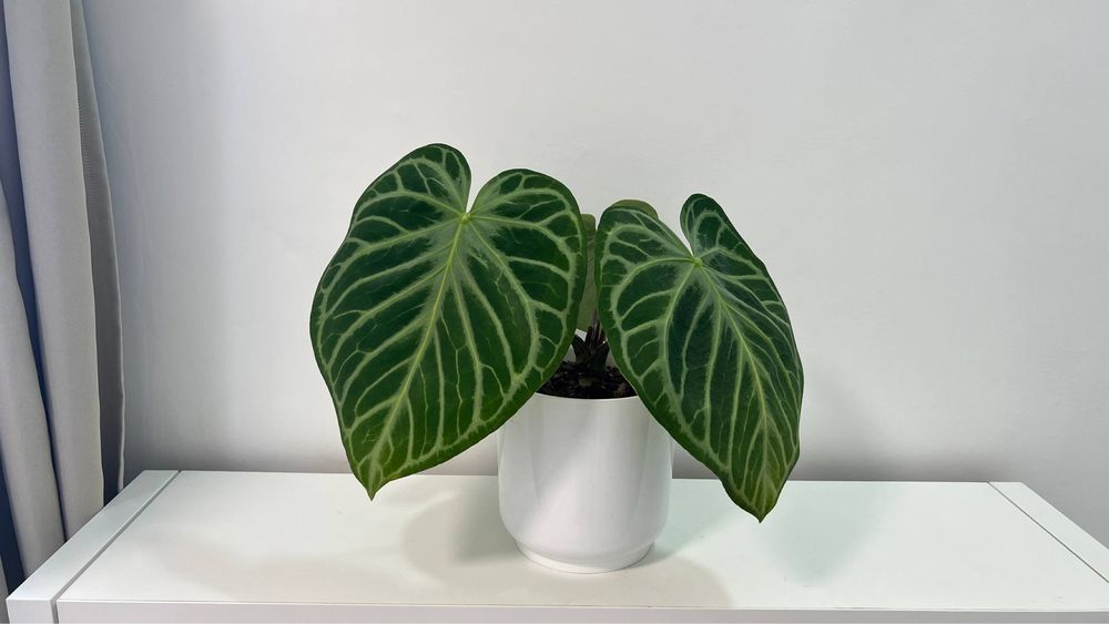 Anthurium Silver blush