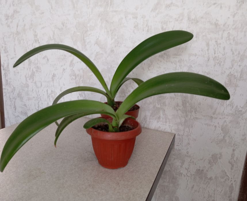 Гемантус, цветок