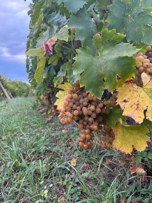 Struguri Tămâioasă Românească din podgoria Cotnari/Zlodica