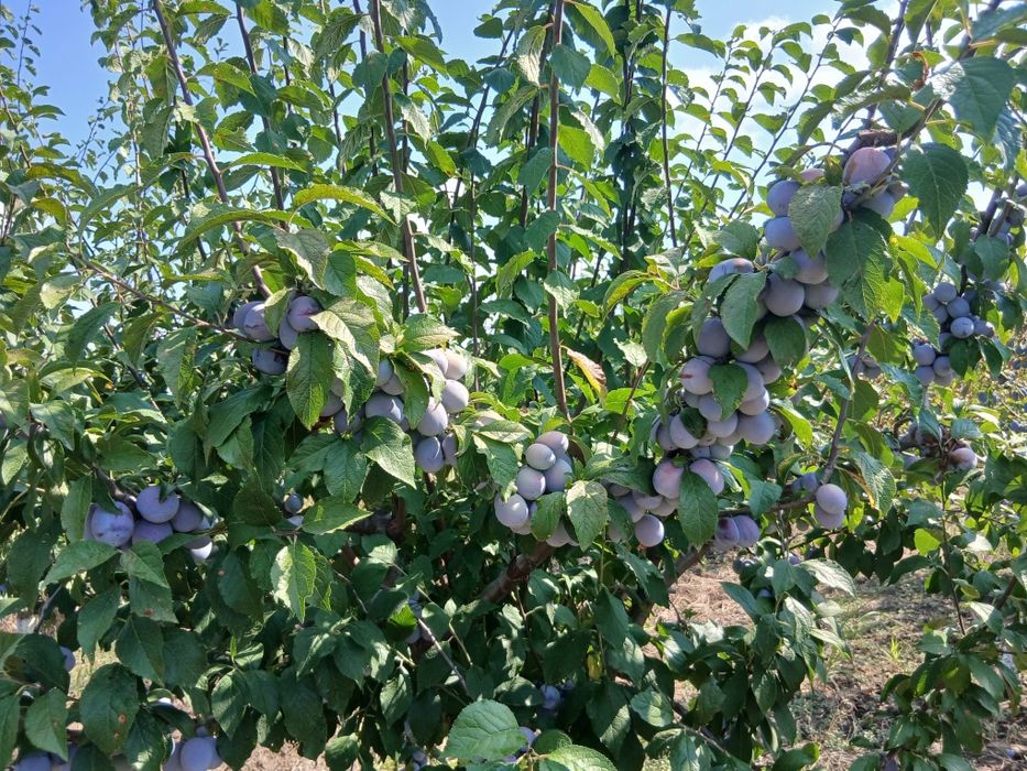 Salut  am prune naturale