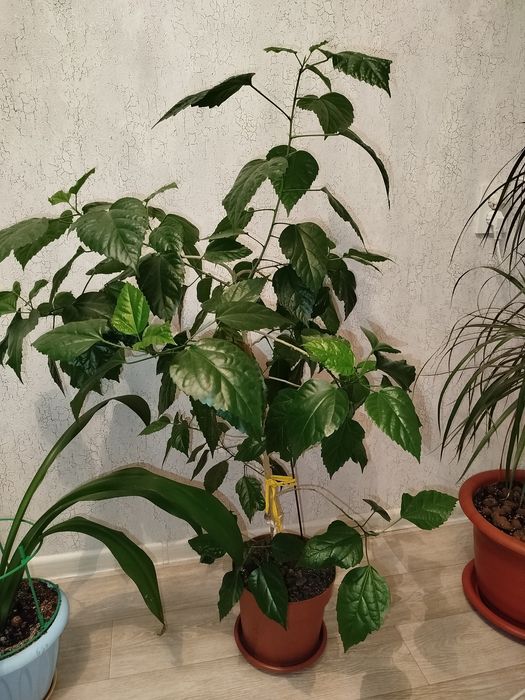 Комнатные цветы продам