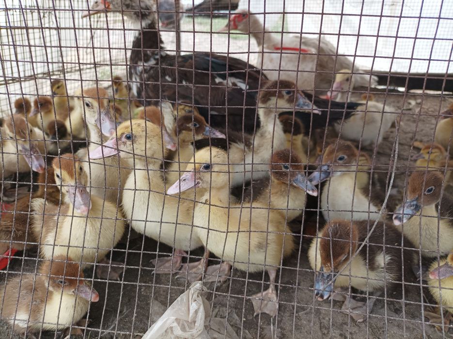 Продам индаутку с утятами