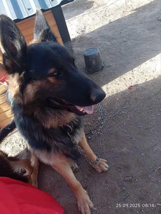 Немецкая овчарка Кобель на вязку! Не продаётся! It Ko‘paytirish uchun!