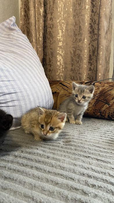 Отдам котят бесплатно