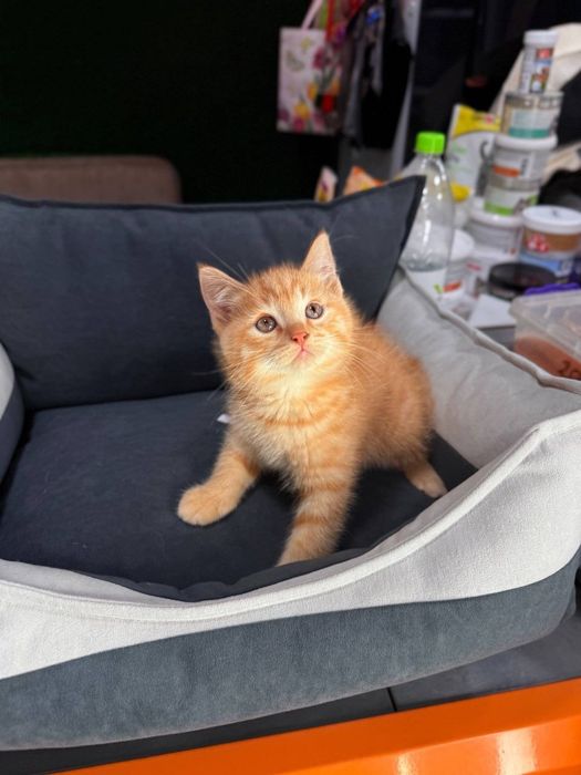 Котята британской породы продаём