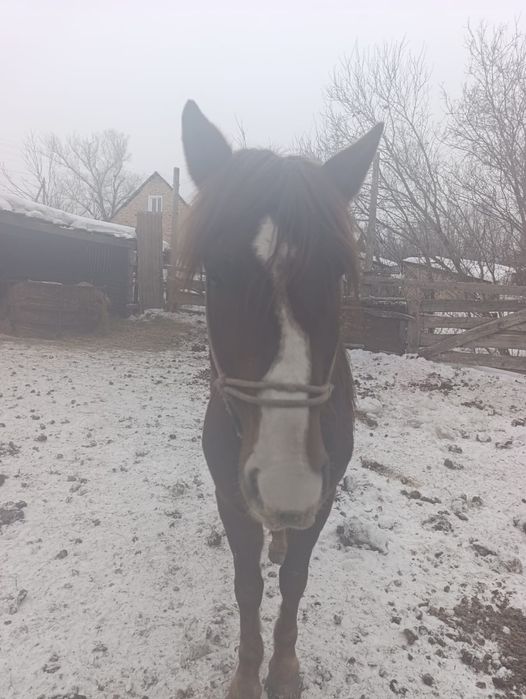 Продам жиребца 6 лет