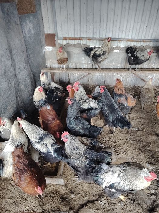 Продам петухов 1год