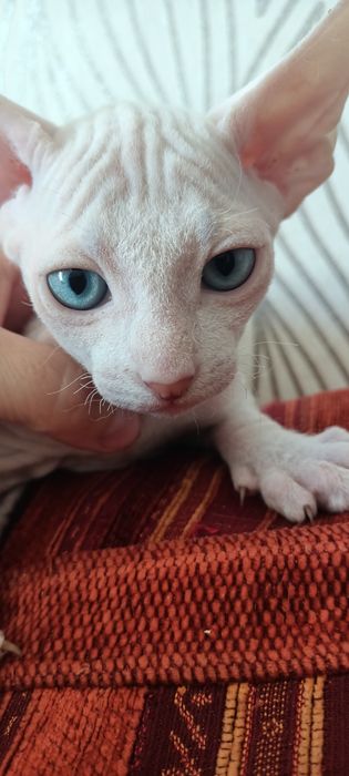 Котята сфинксы, один месяц.