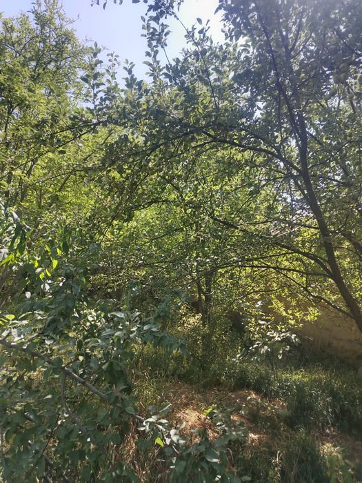 Ховли сотилади 15 сутки сув свет бор