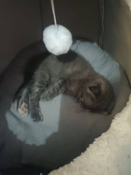 Домашние питомцы