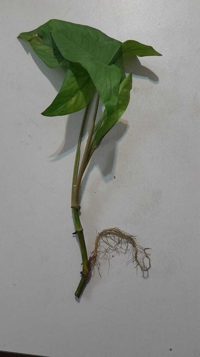 Сингониум, обмен.