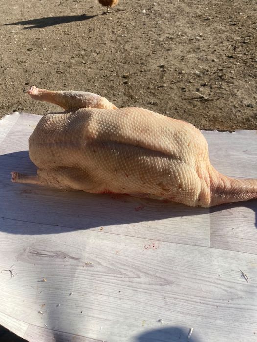 продам мясо домашних гусей, үй қаз еті