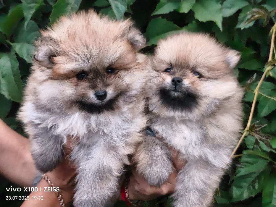 Очаровательные щенки шпица.