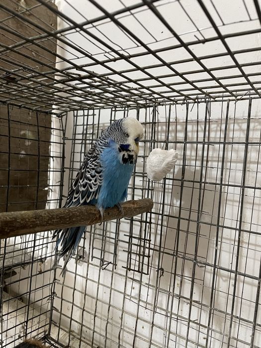 Андурка превазной