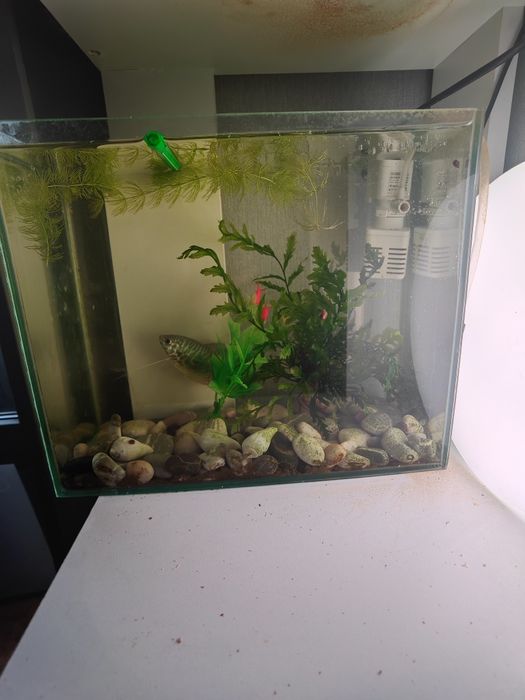 Продам аквариум с рыбкой