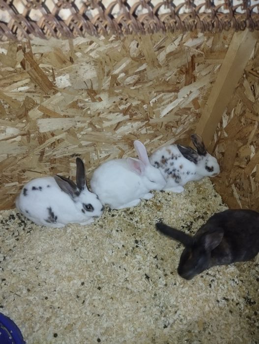 Куен болалари сотилади