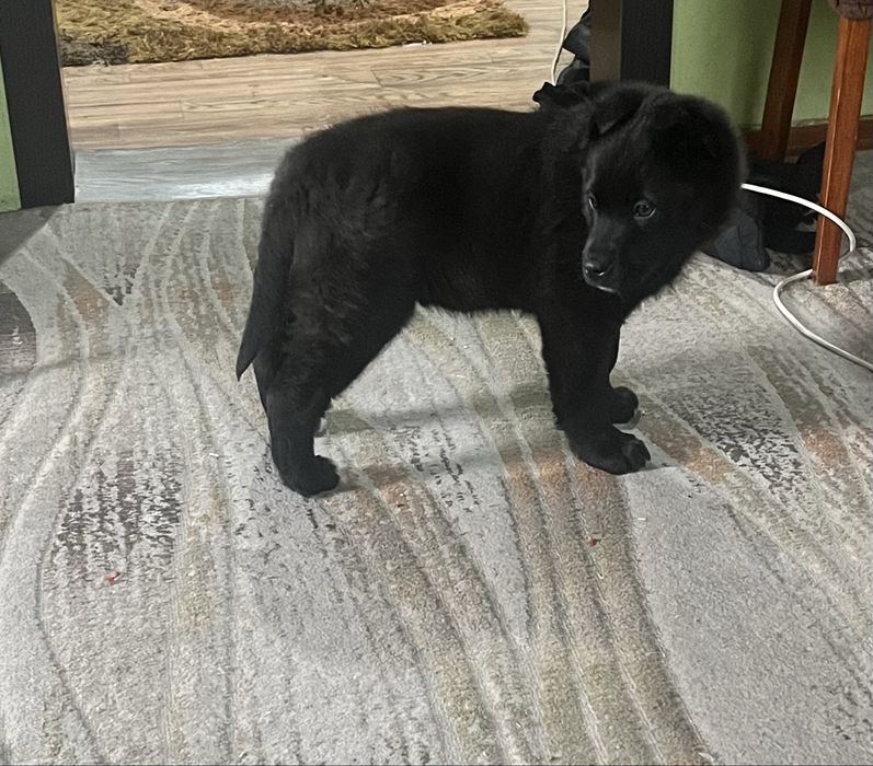 Продам щенка немецкой овчарки