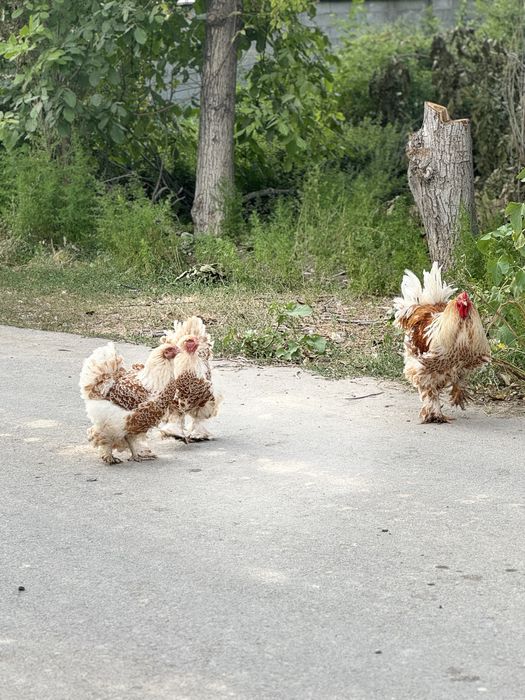 Брама белое золото петух