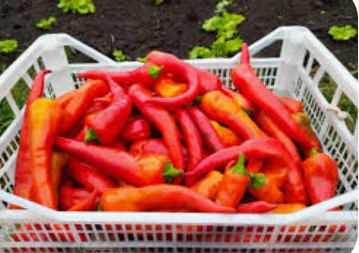 Семена сладкого перца паприки.