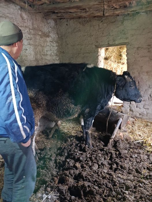 Mol hokiz okiz sotiladi