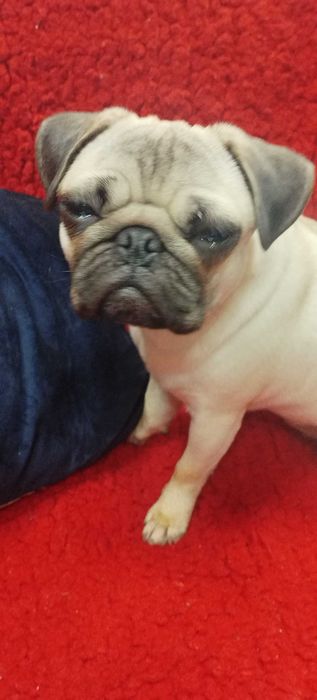 Продавам Кученце Мопс